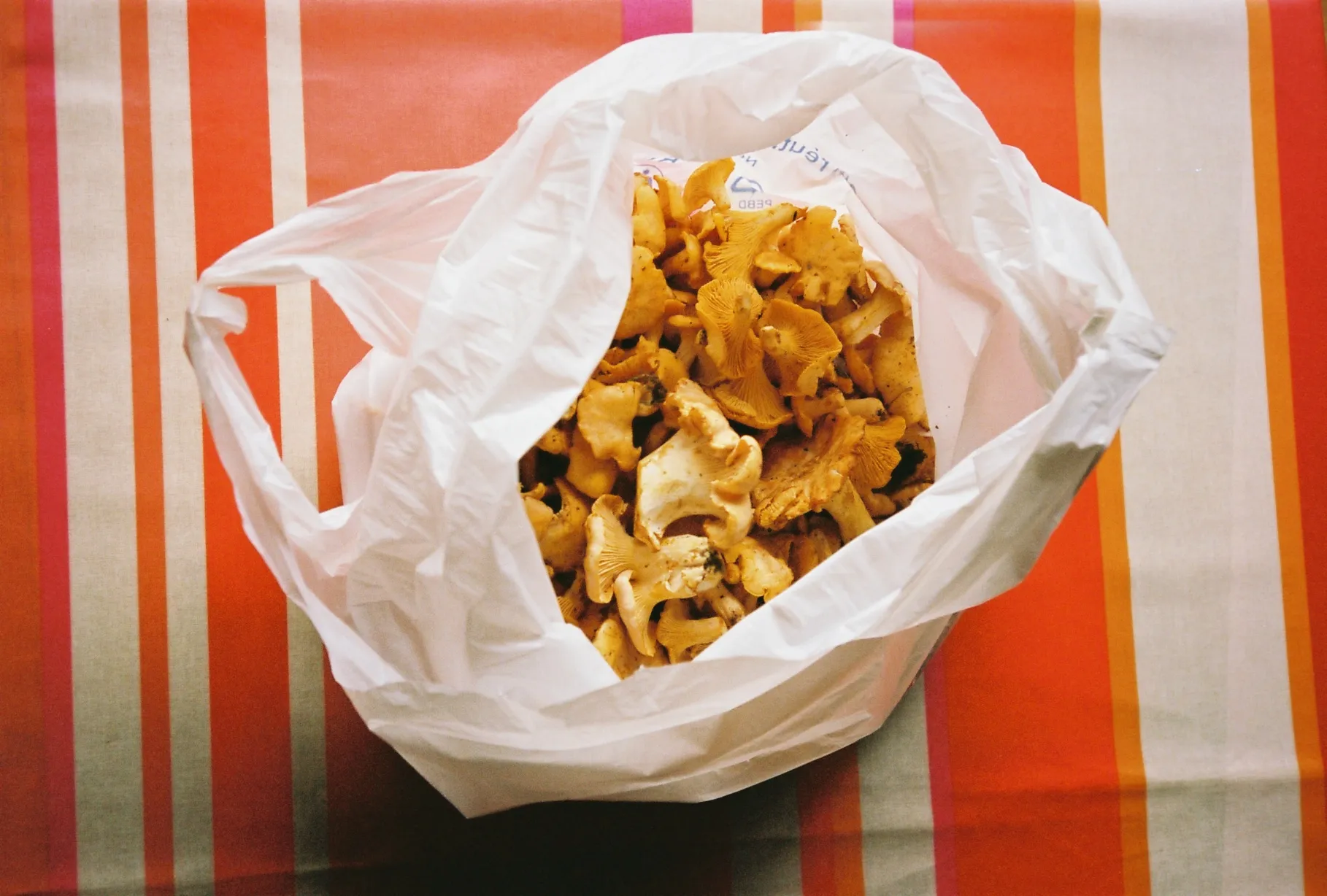 White plastic bag filled with fresh chanterelle mushrooms on a multicolored striped tablecloth.