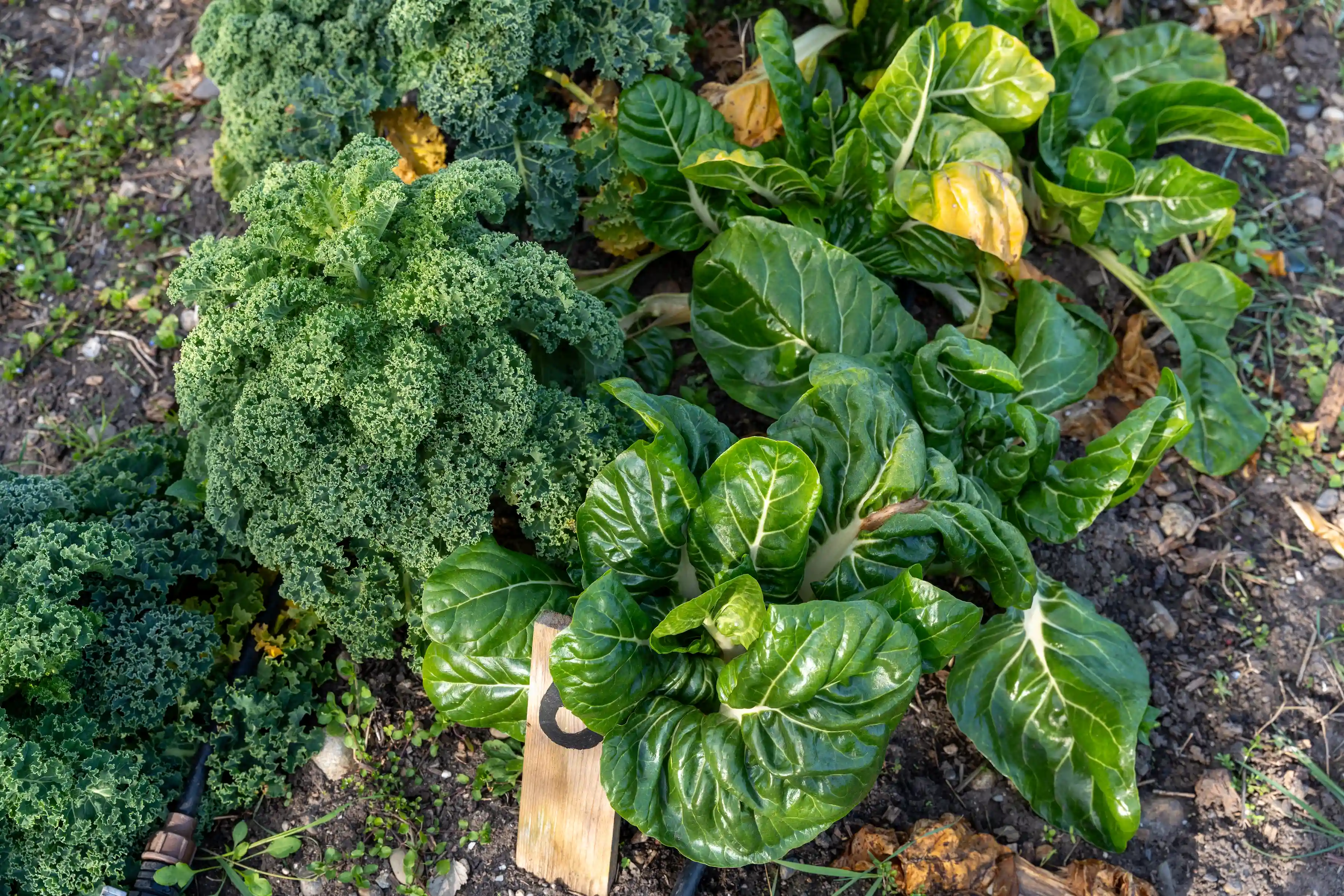Garden bed with green leafy vegetables including curly kale and Swiss chard growing in soil.