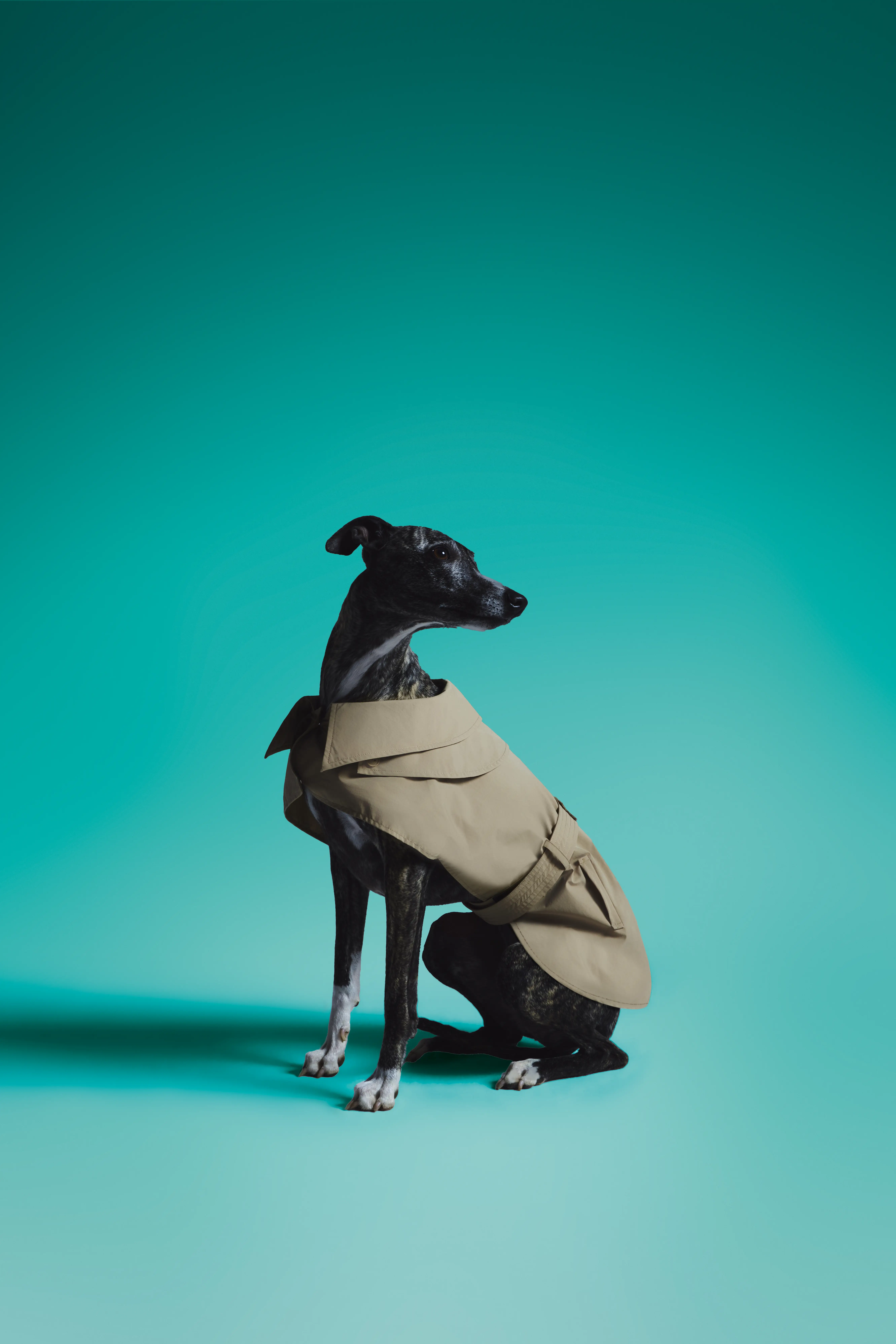 Black and white dog wearing a beige trench coat sitting on a teal background.